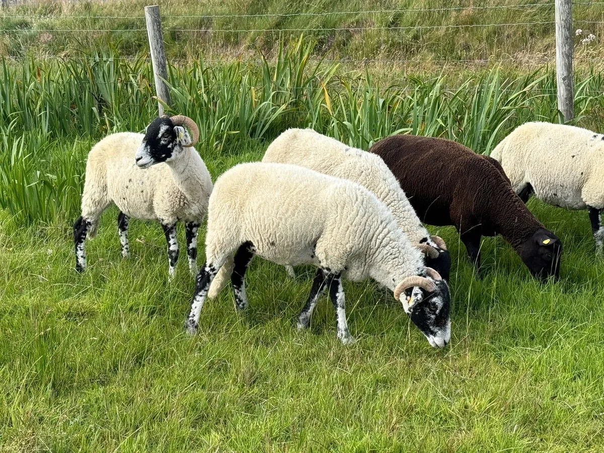 Swaledale Hoggets - Image 3