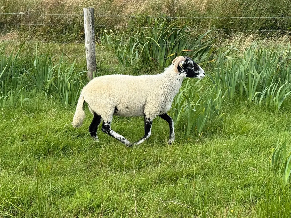 Swaledale Hoggets - Image 4