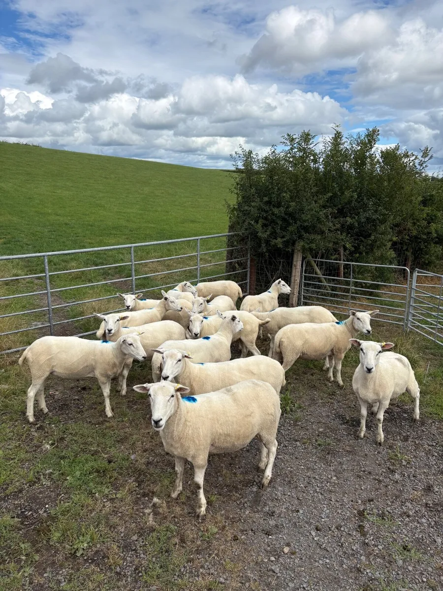 Lleyn breeding hoggets and ewes - Image 2
