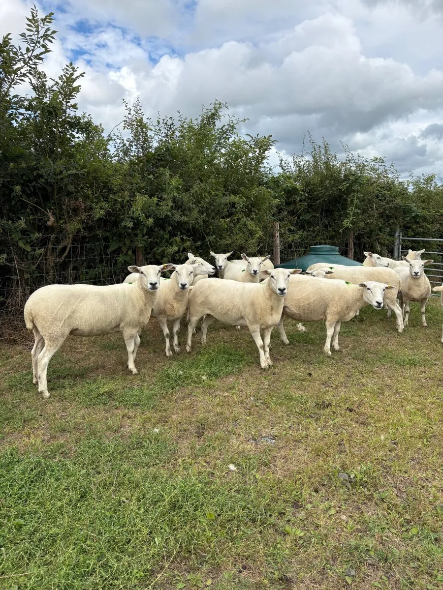 Lleyn breeding hoggets and ewes - Image 3
