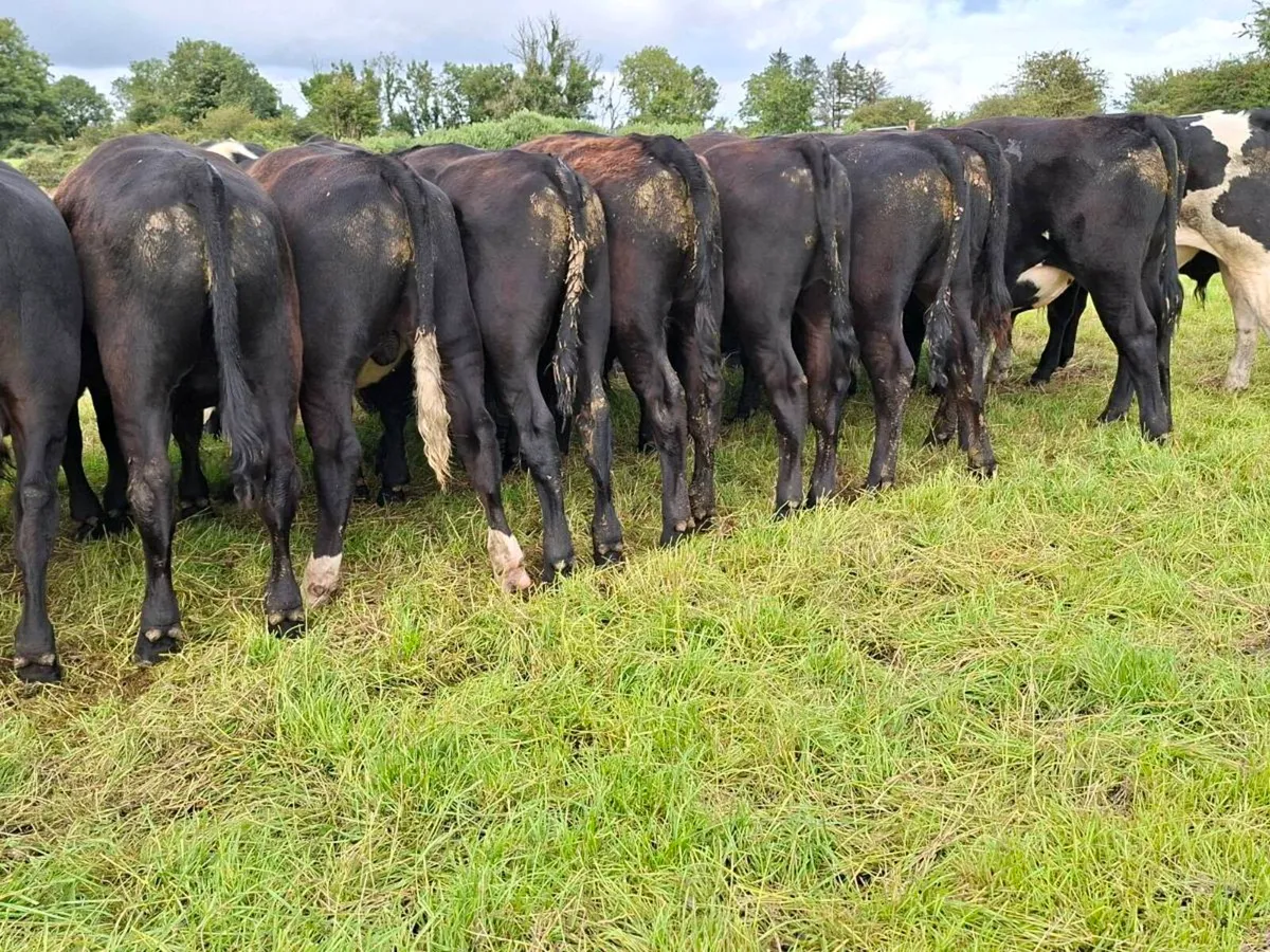 22 bullocks - Image 2