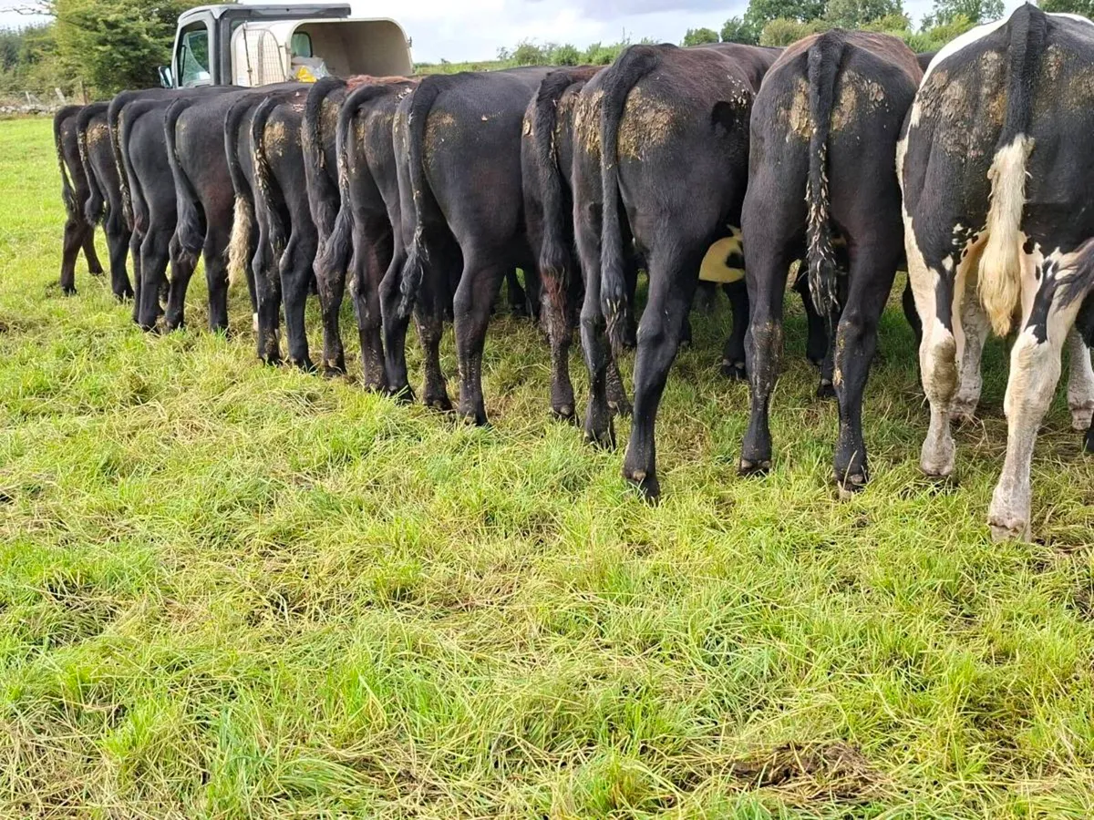 22 bullocks - Image 3