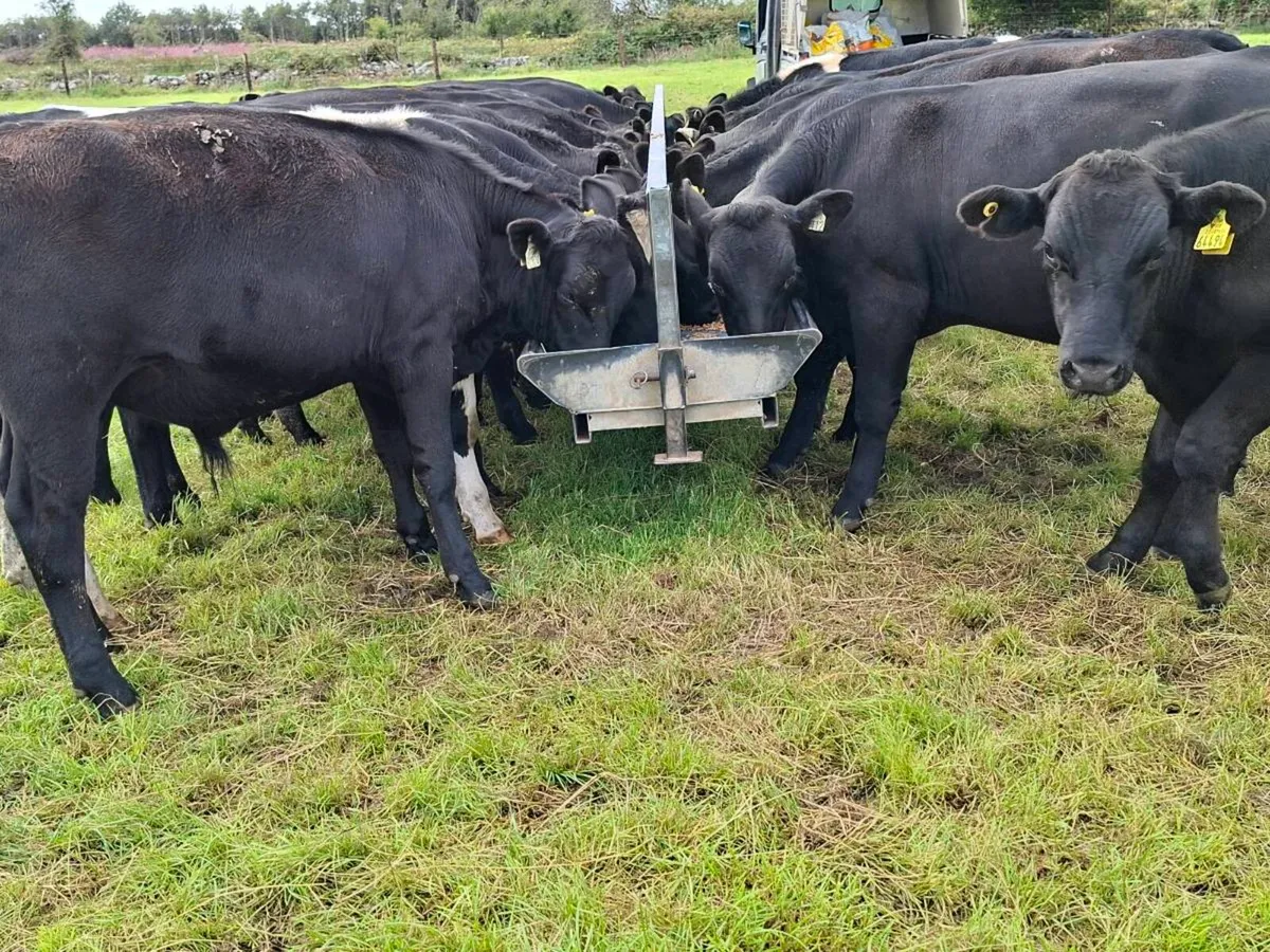 22 bullocks - Image 4