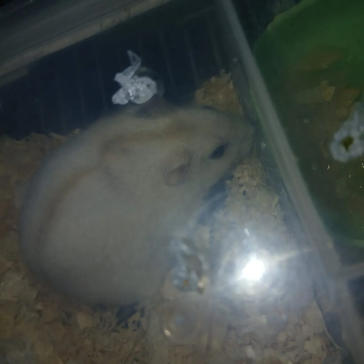 Dwarf hamster - Image 1