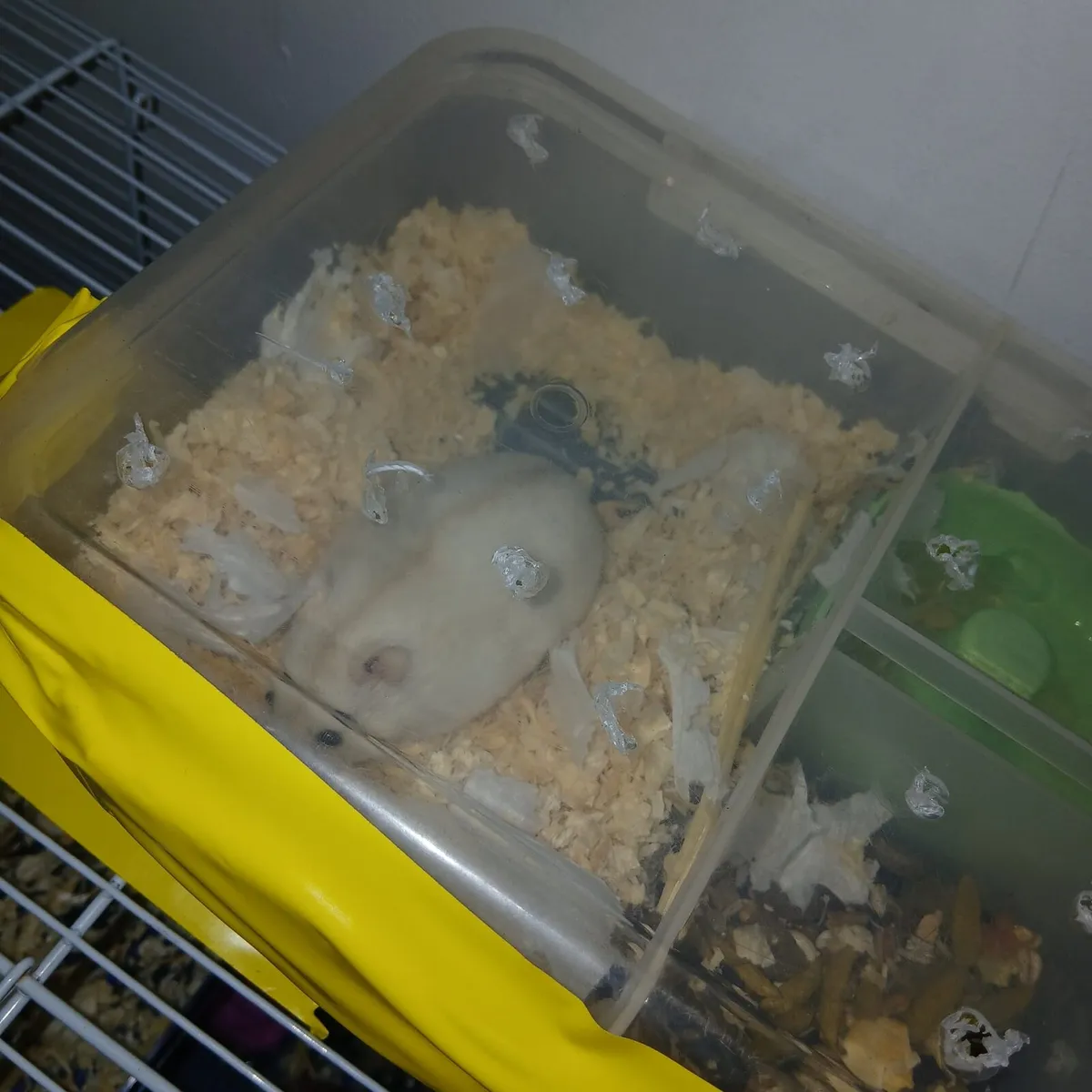 Dwarf hamster - Image 2