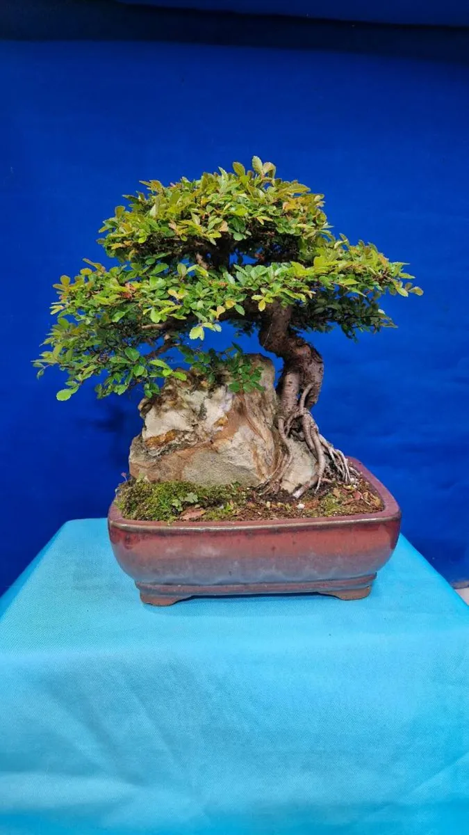 CHINESE ELM BONSAI — Root-over-Rock Style