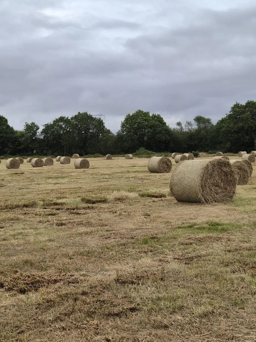Bales of Hay - Image 1