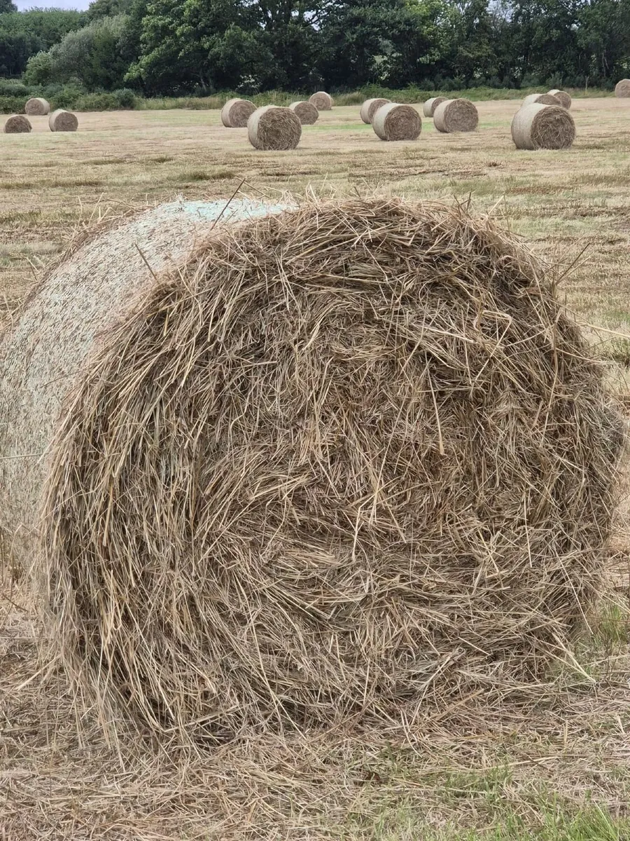 Bales of Hay - Image 4