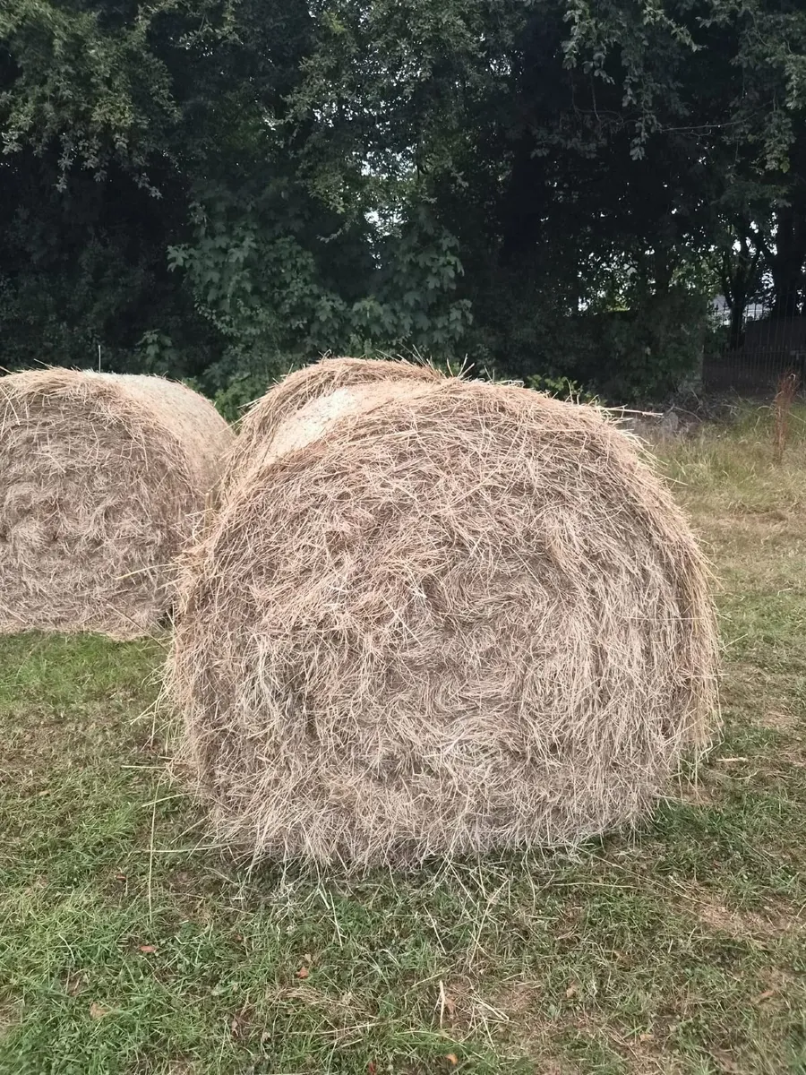 Bales of Hay - Image 2