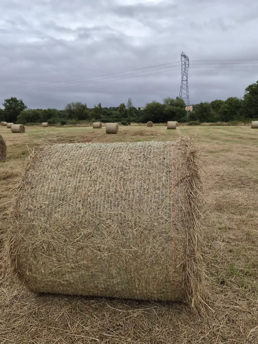 Bales of Hay - Image 3