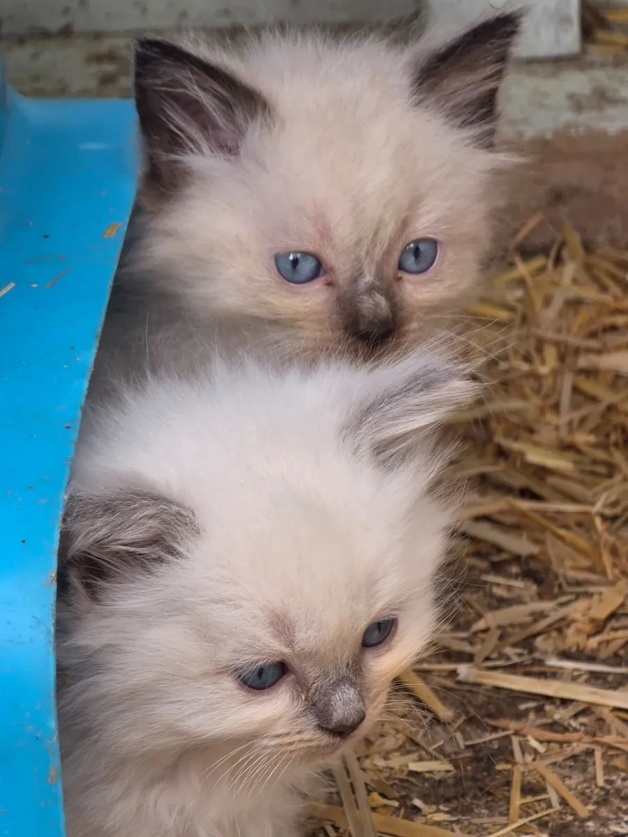 Ragdoll kittens - Image 2
