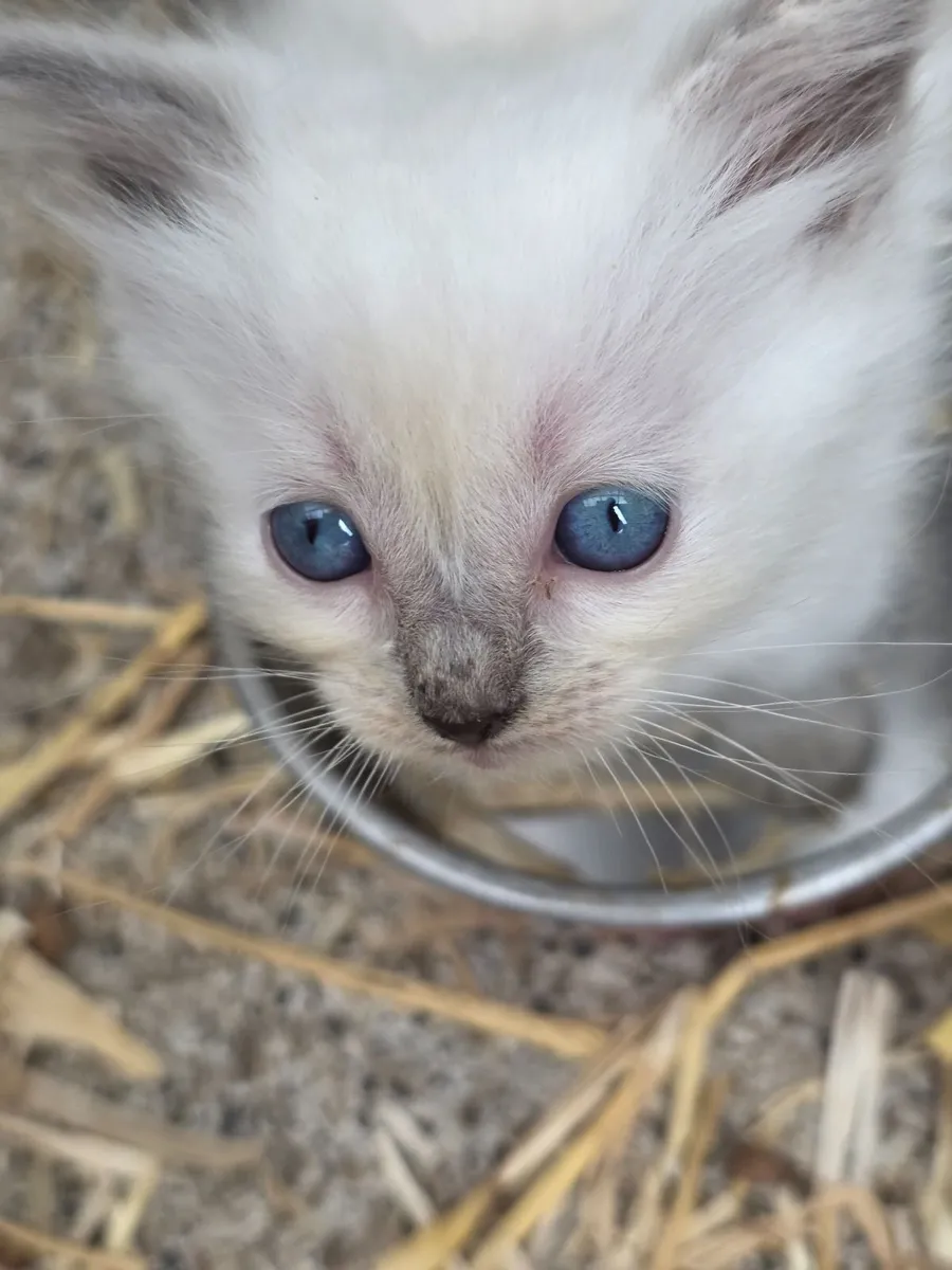 Ragdoll kittens - Image 3
