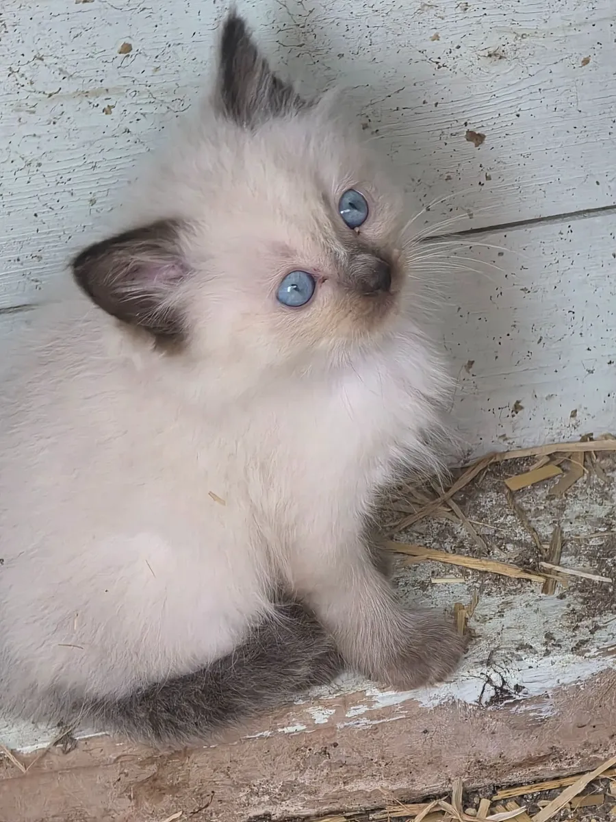 Ragdoll kittens - Image 4
