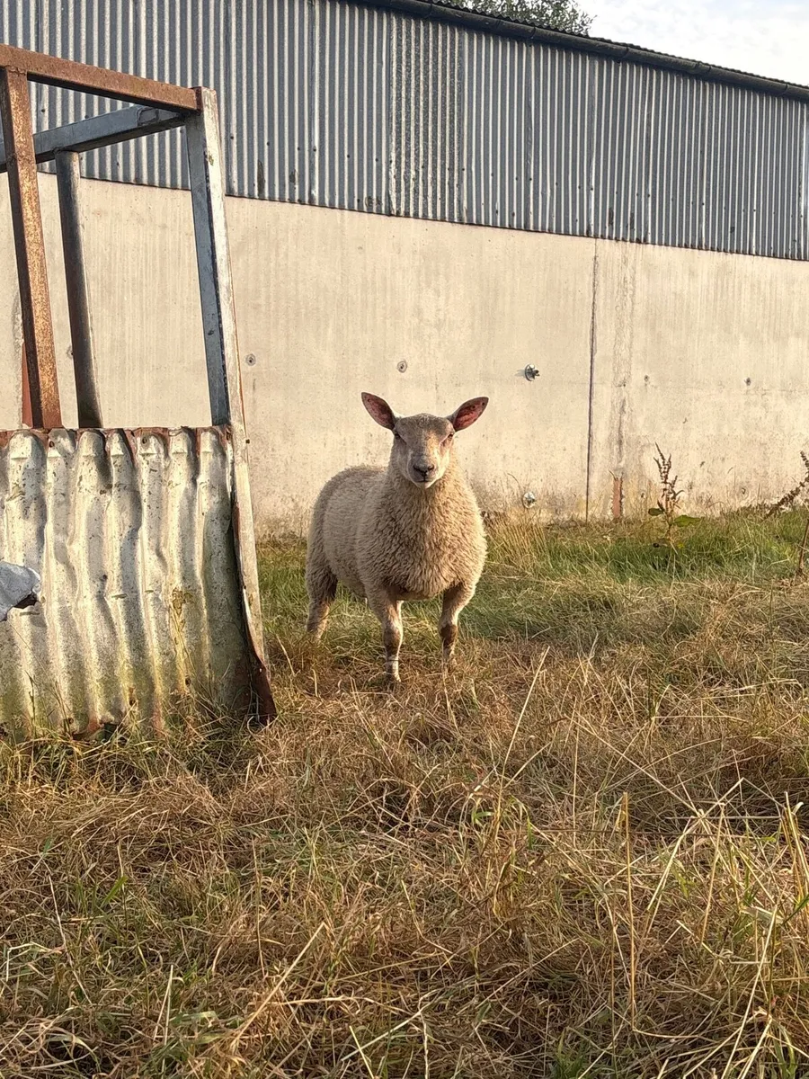 Sheep - Image 1