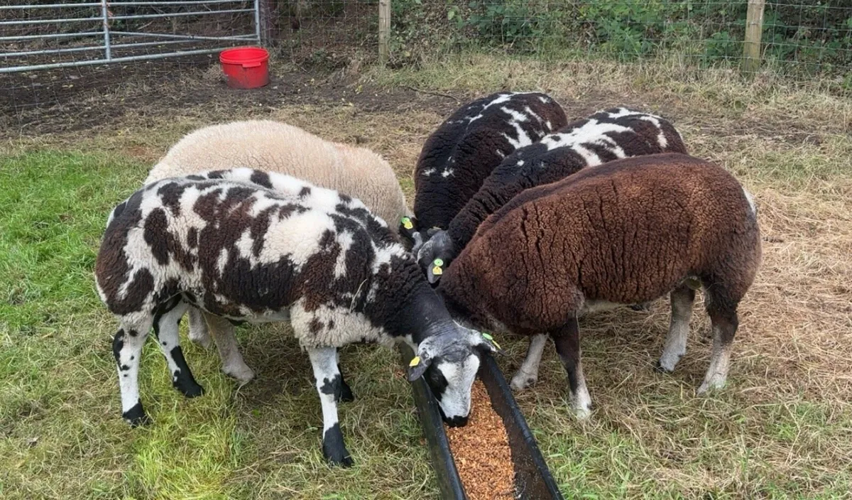 Dassenkop & Dutch Spotted lambs & Hogget - Image 4