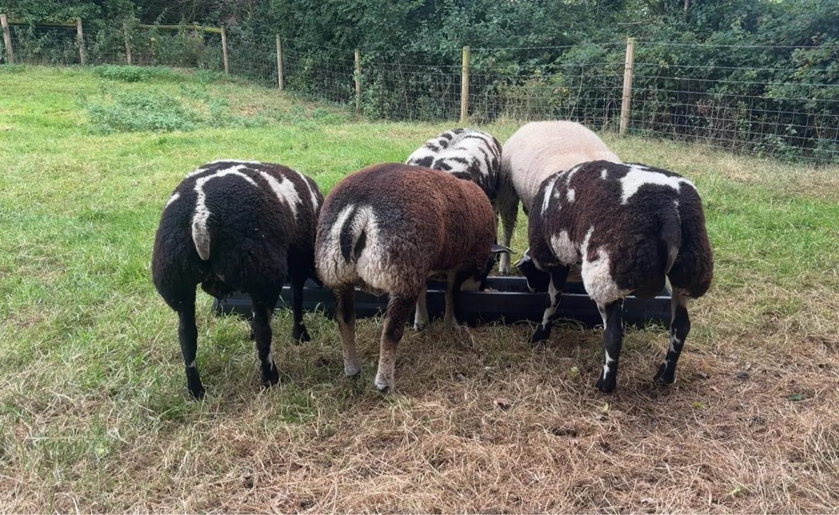 Dassenkop & Dutch Spotted lambs & Hogget - Image 2