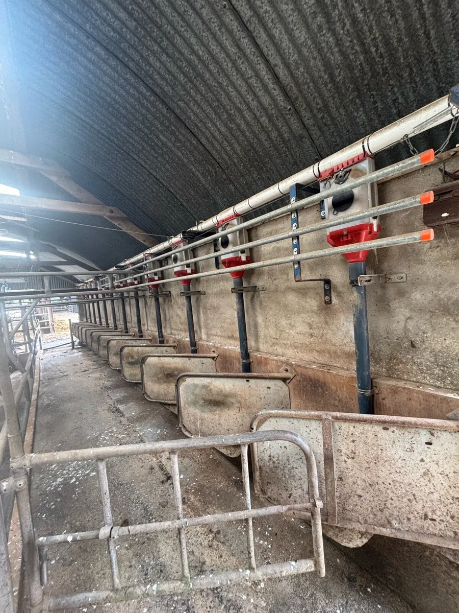 12 unit milking parlour - Image 2