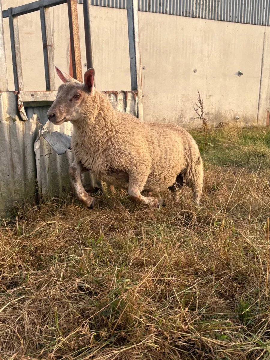 Sheep - Image 2