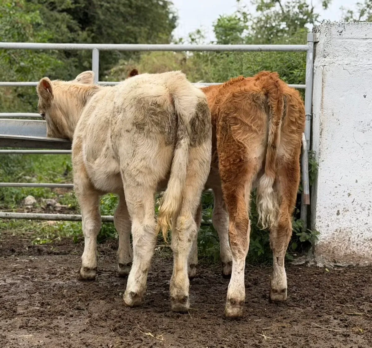 ⭐️2 Super Continetal Heifer weanlings⭐️ - Image 3