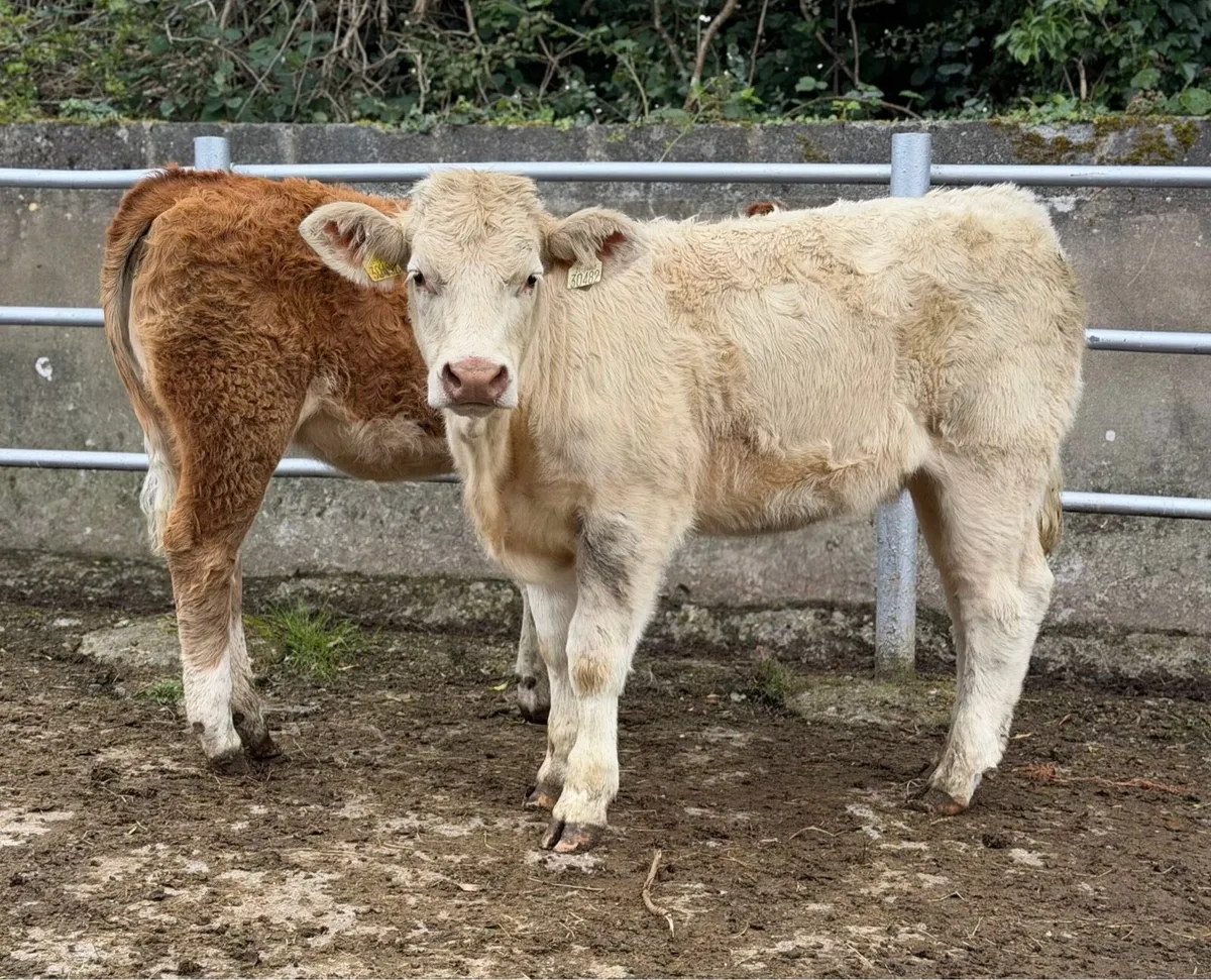 ⭐️2 Super Continetal Heifer weanlings⭐️ - Image 4