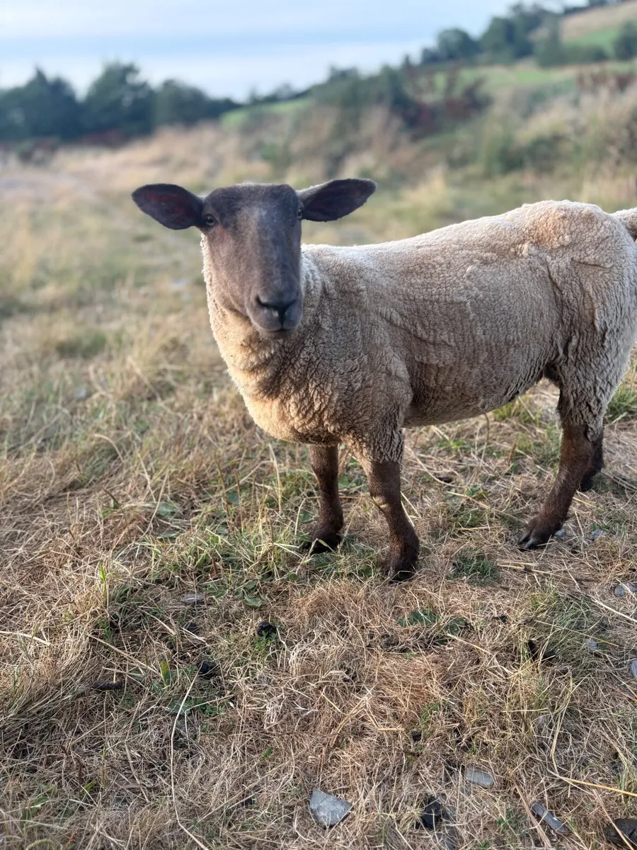 Sheep - Image 3