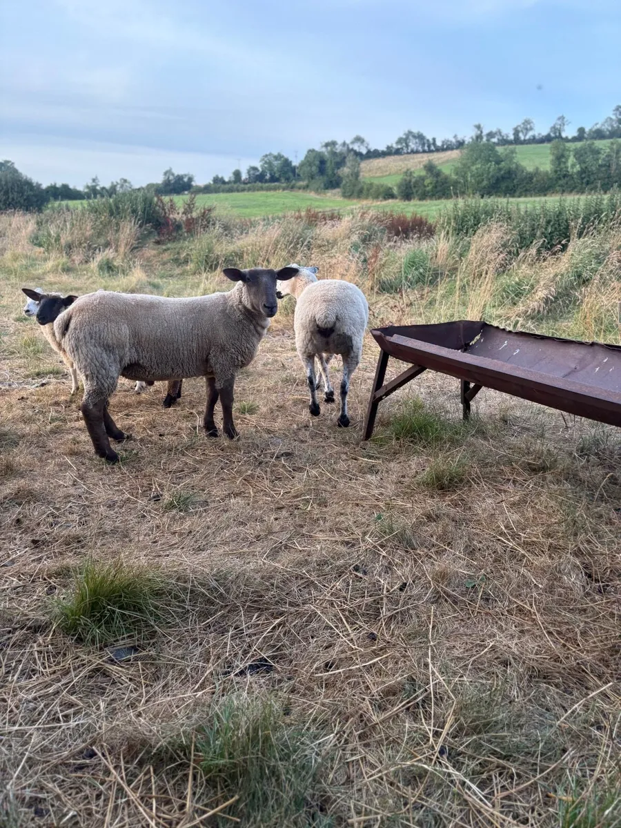 Sheep - Image 4