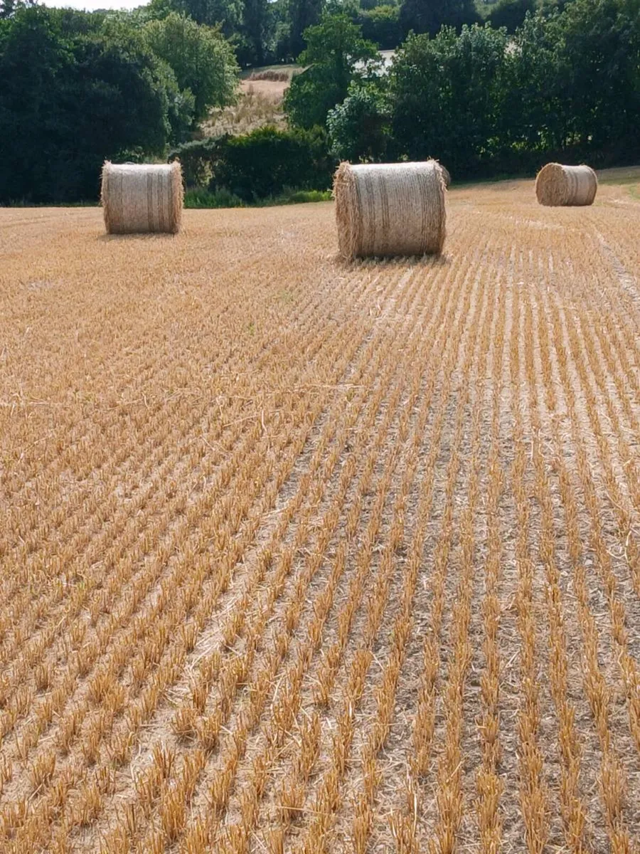 Golden Barley straw - Image 1