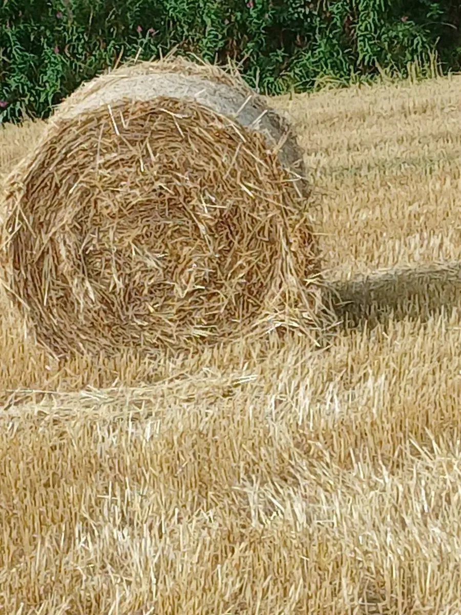 Golden Barley straw - Image 2