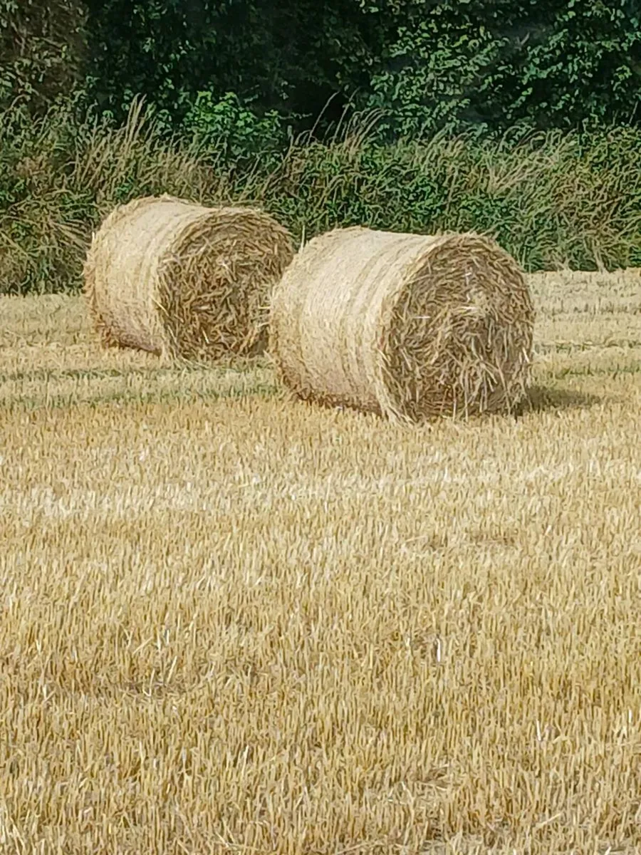 Golden Barley straw - Image 3