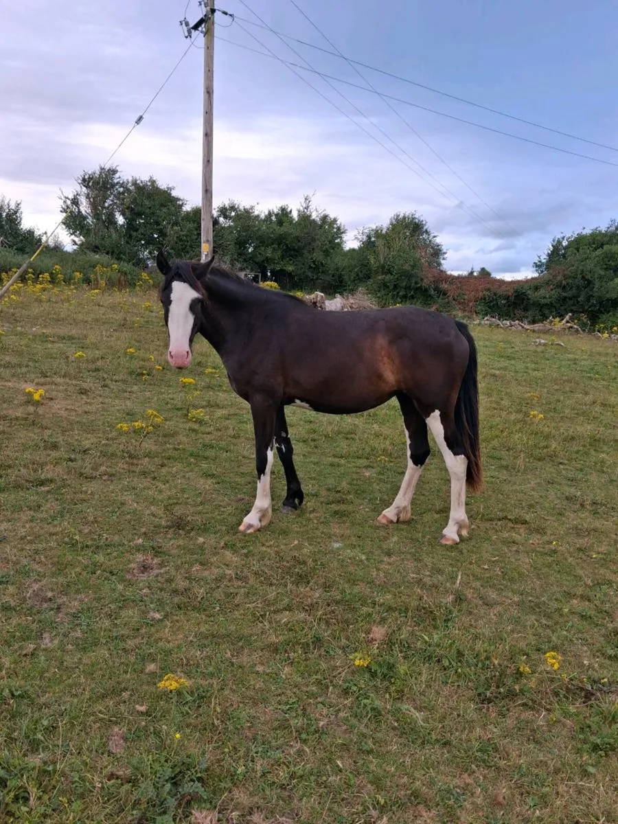 Lovely filly  by echo king - Image 3