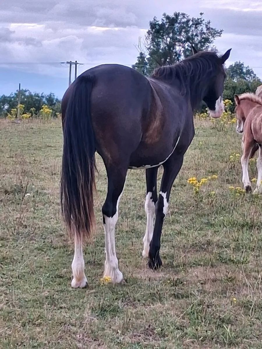 Lovely filly  by echo king - Image 4