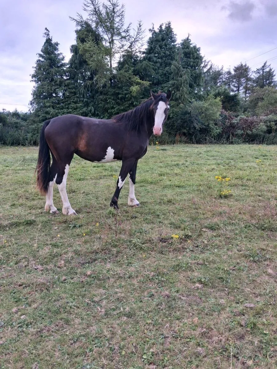 Lovely filly  by echo king - Image 1