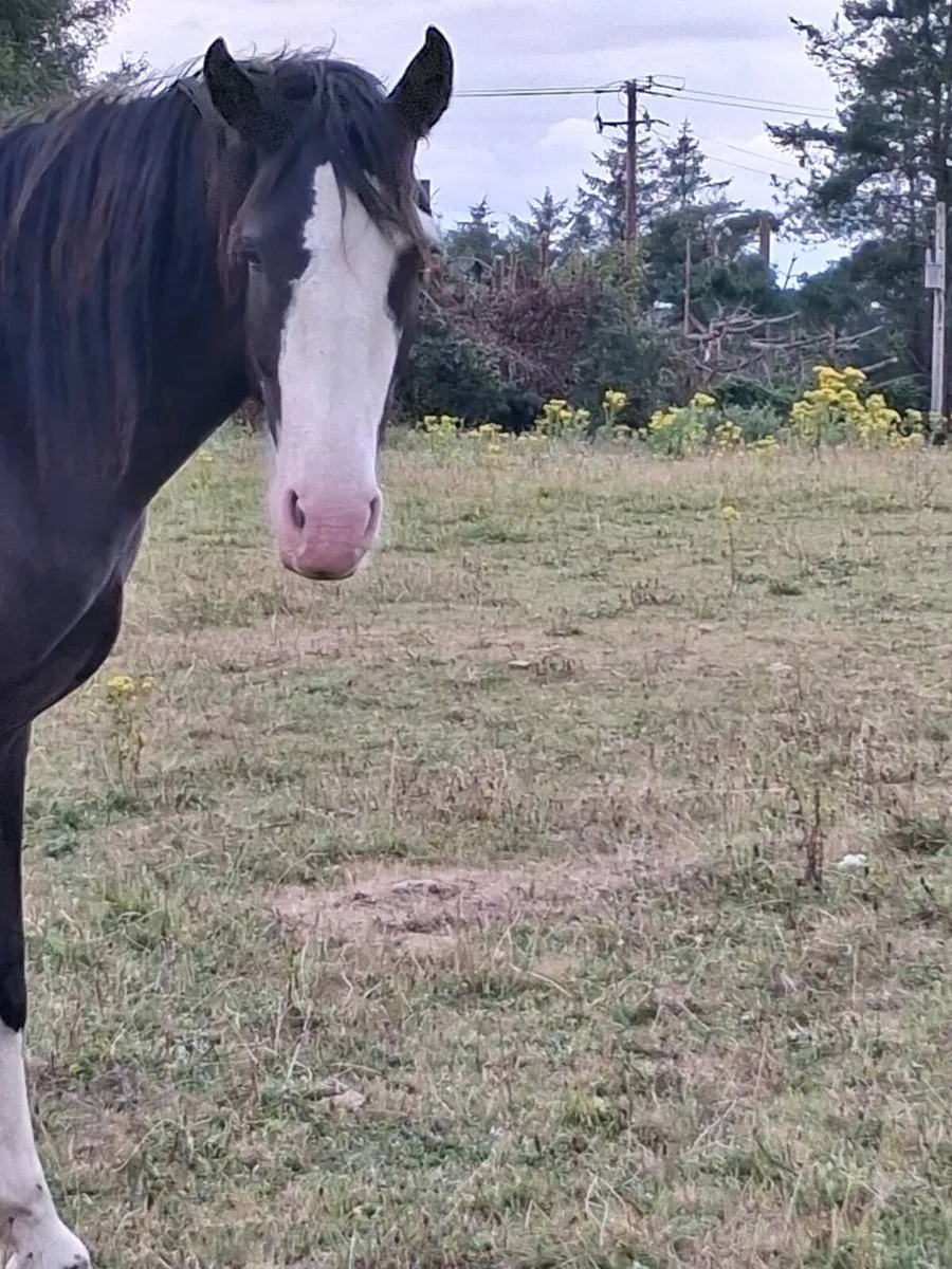 Lovely filly  by echo king - Image 2