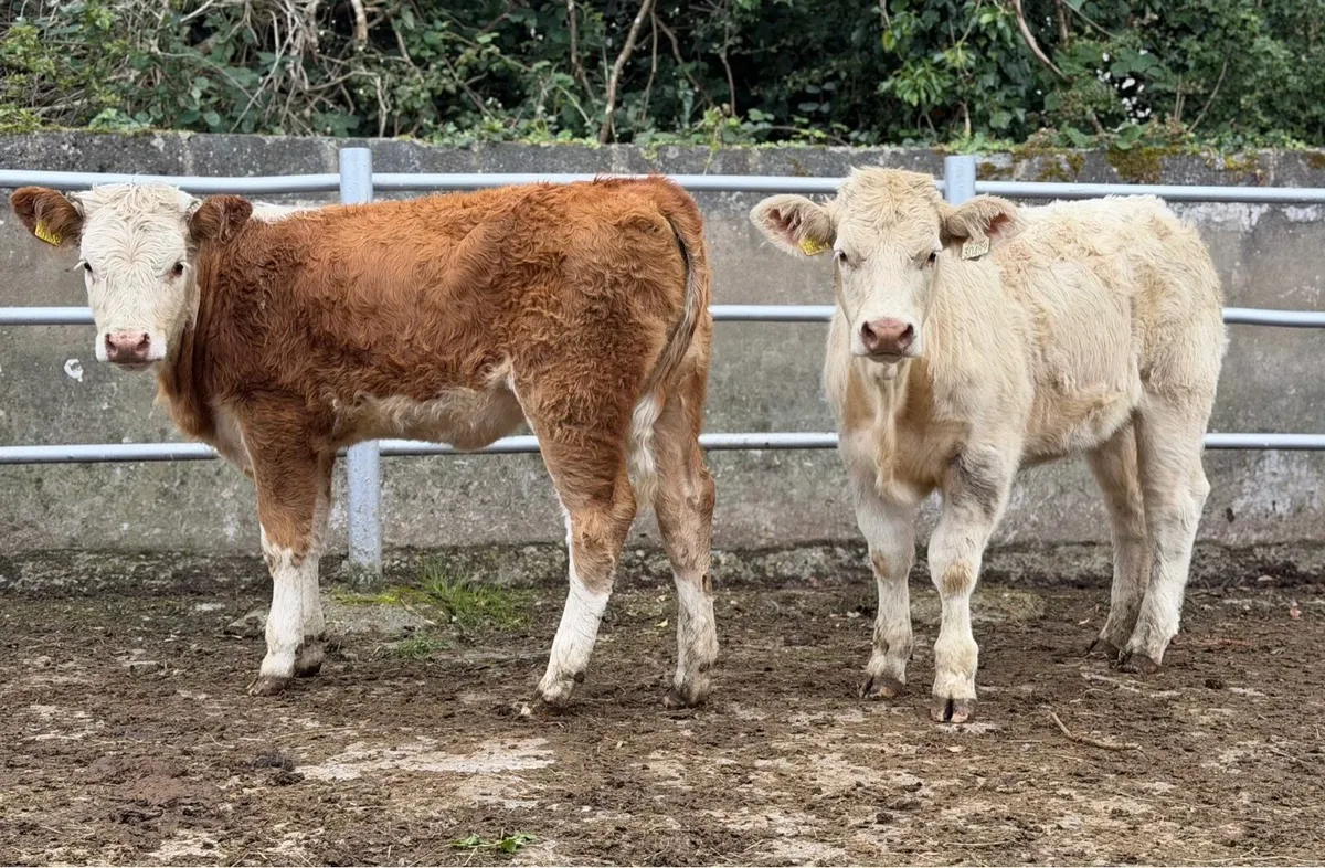⭐️2 Super Continetal Heifer weanlings⭐️ - Image 2