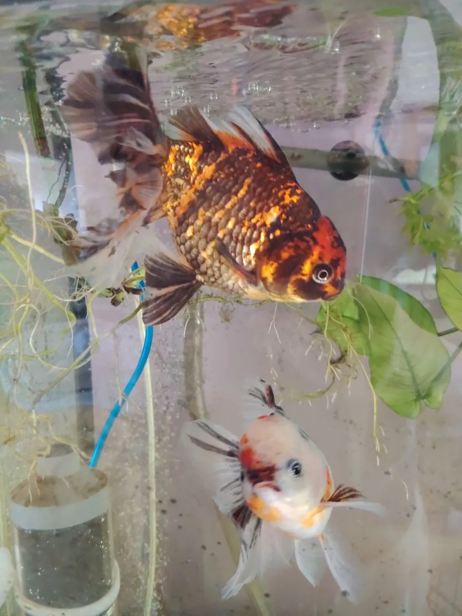 FISH TANKS READ ADD - Image 1