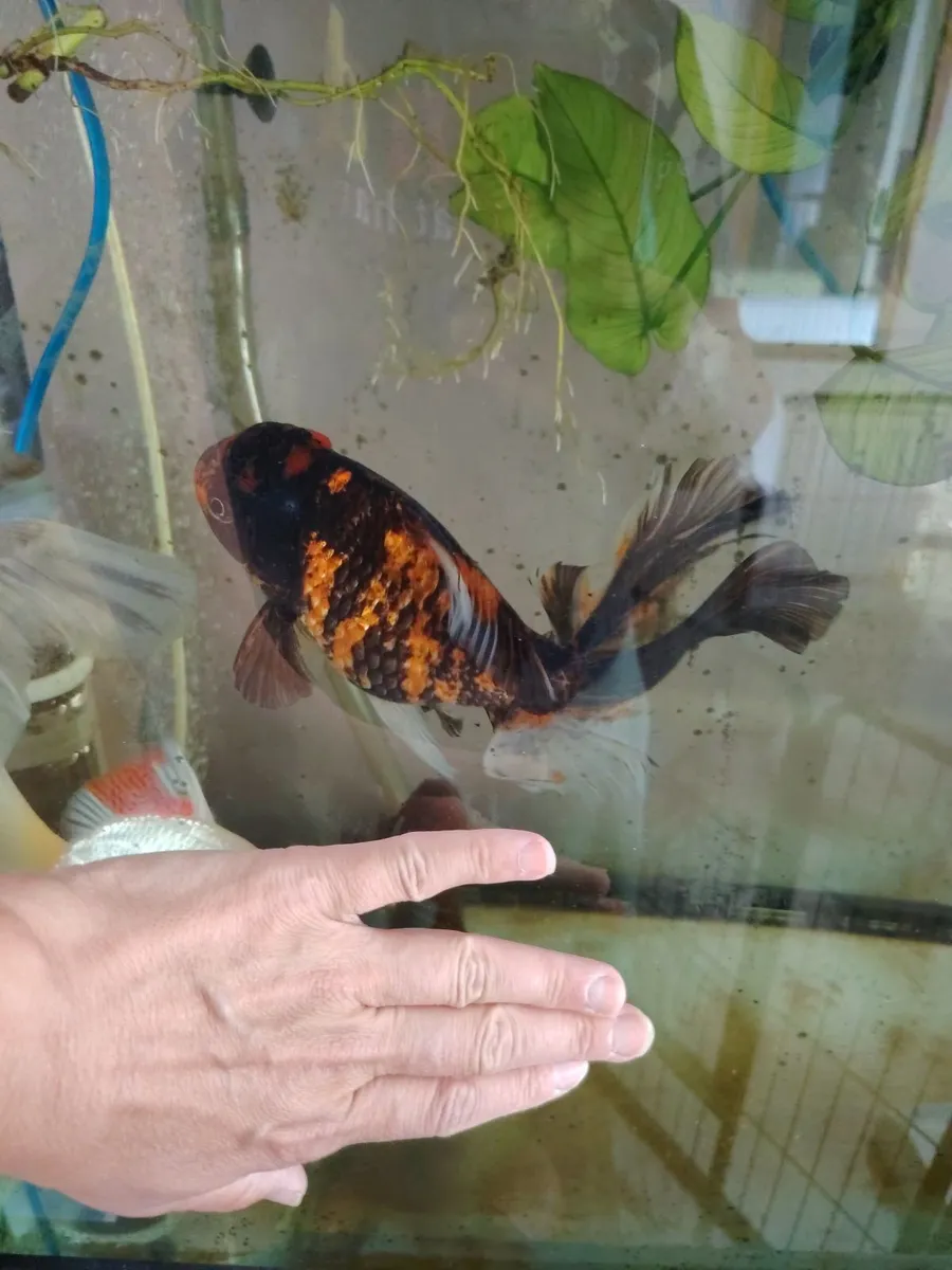 FISH TANKS READ ADD - Image 4