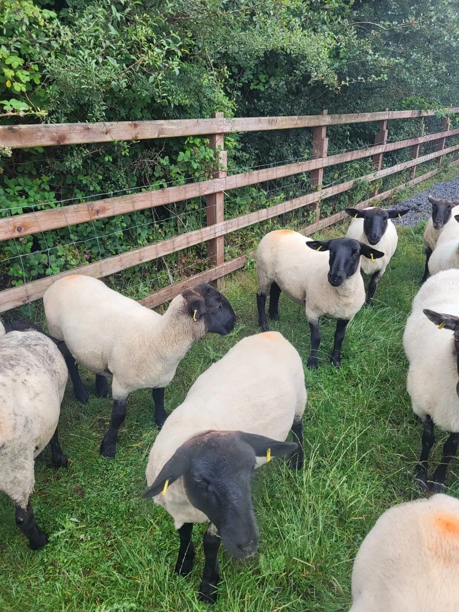 Suffolk X hoggets - 11 - Image 3