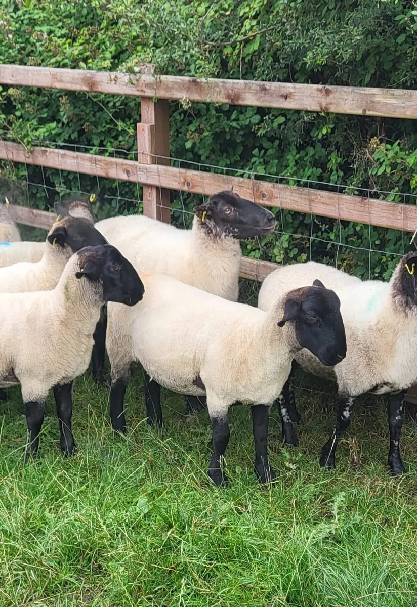 Suffolk X hoggets - 11 - Image 2