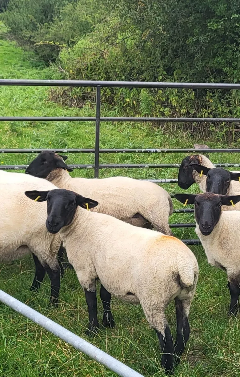 Suffolk X hoggets - 11 - Image 1