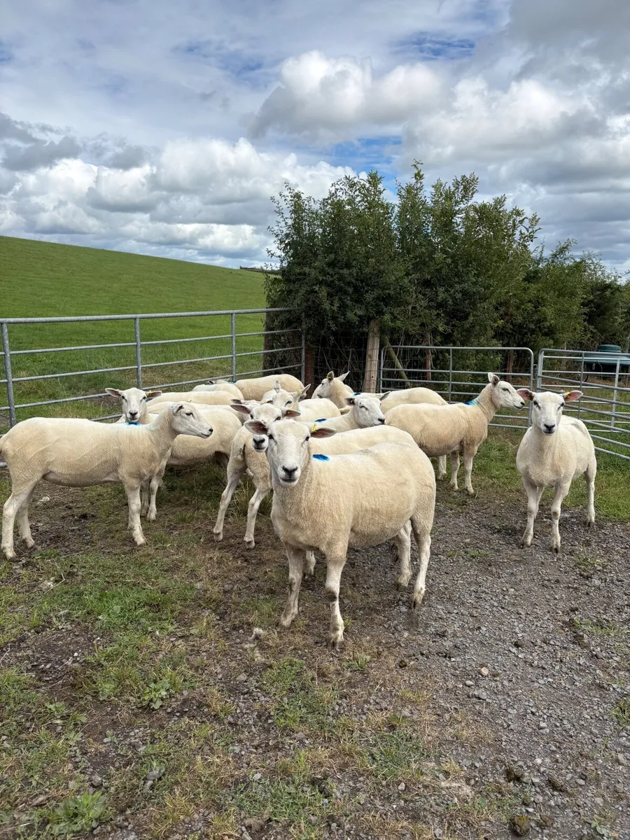Lleyn breeding hoggets and ewes - Image 1