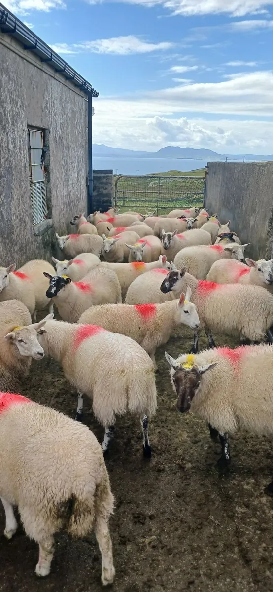 Texal and north county cross ewe lambs - Image 2