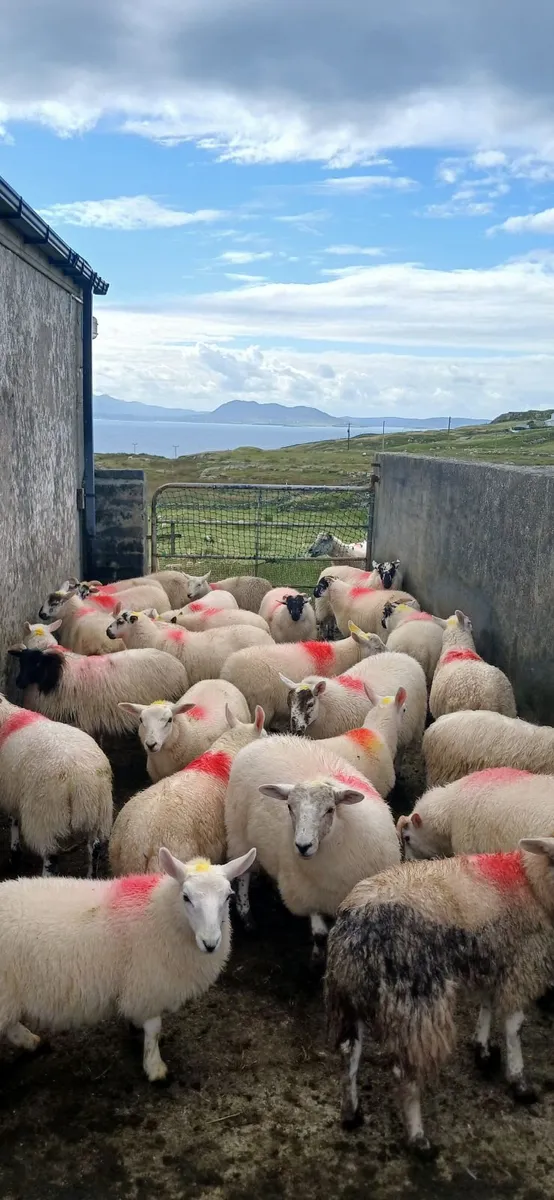 Texal and north county cross ewe lambs - Image 1