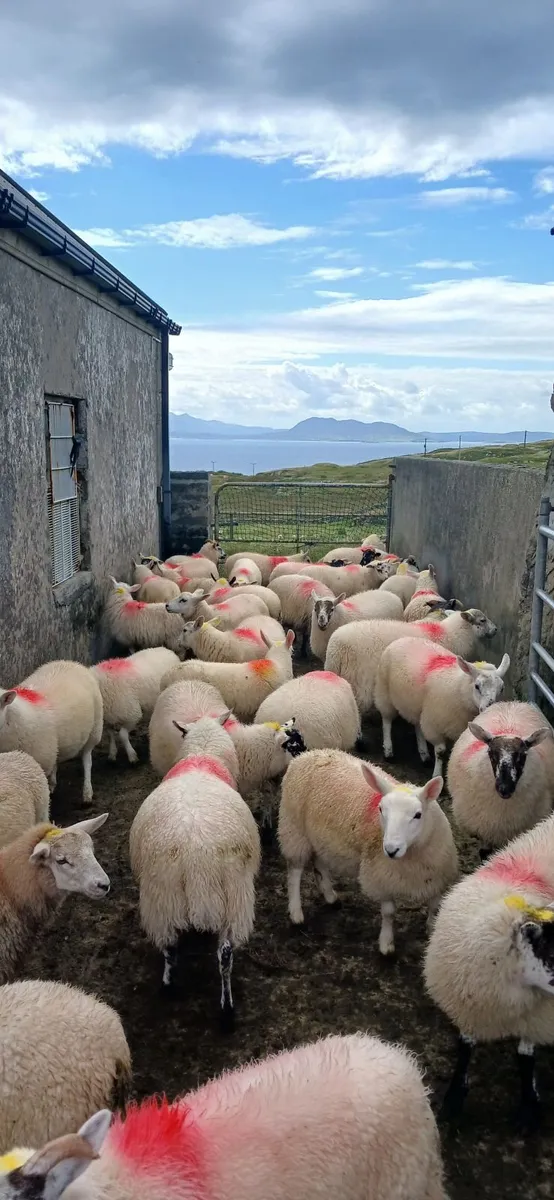 Texal and north county cross ewe lambs - Image 3