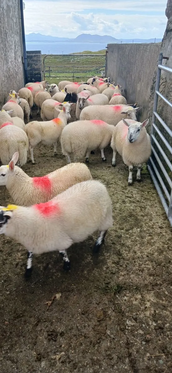 Texal and north county cross ewe lambs - Image 4