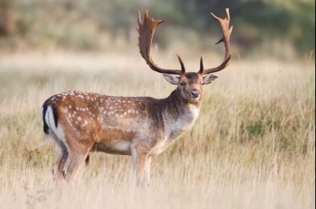 Deer Hunting/Culling Services