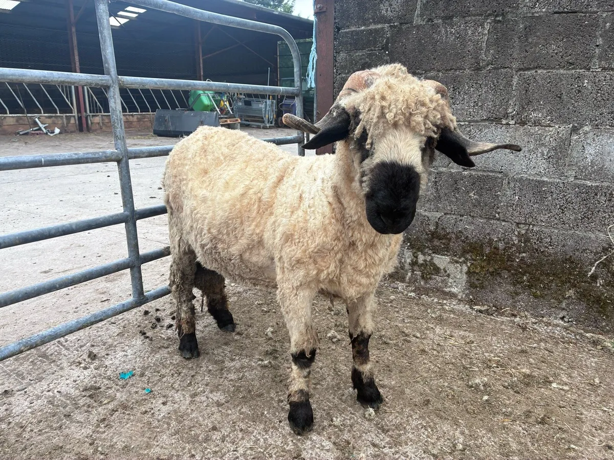 Valais blacknose ram