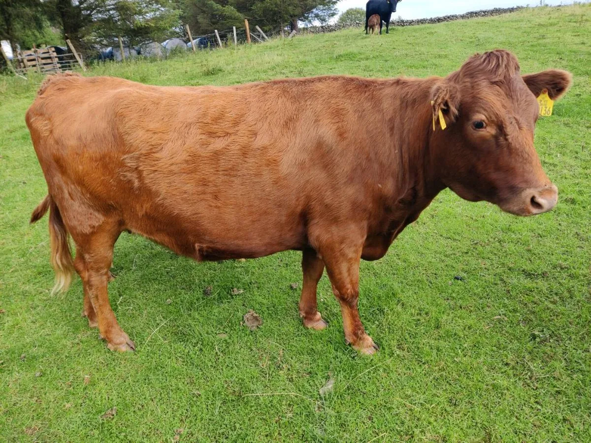 Cattle - Image 2