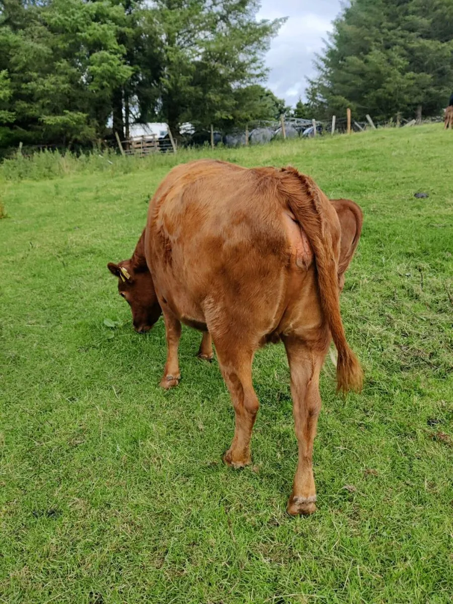 Cattle - Image 3