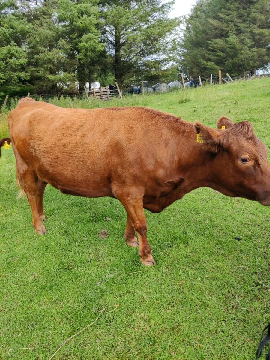 Cattle - Image 4