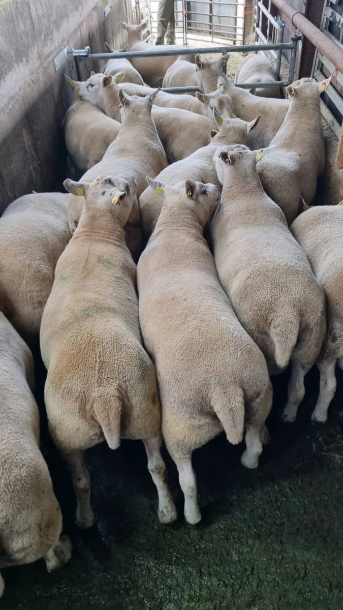 Sheep - Image 1